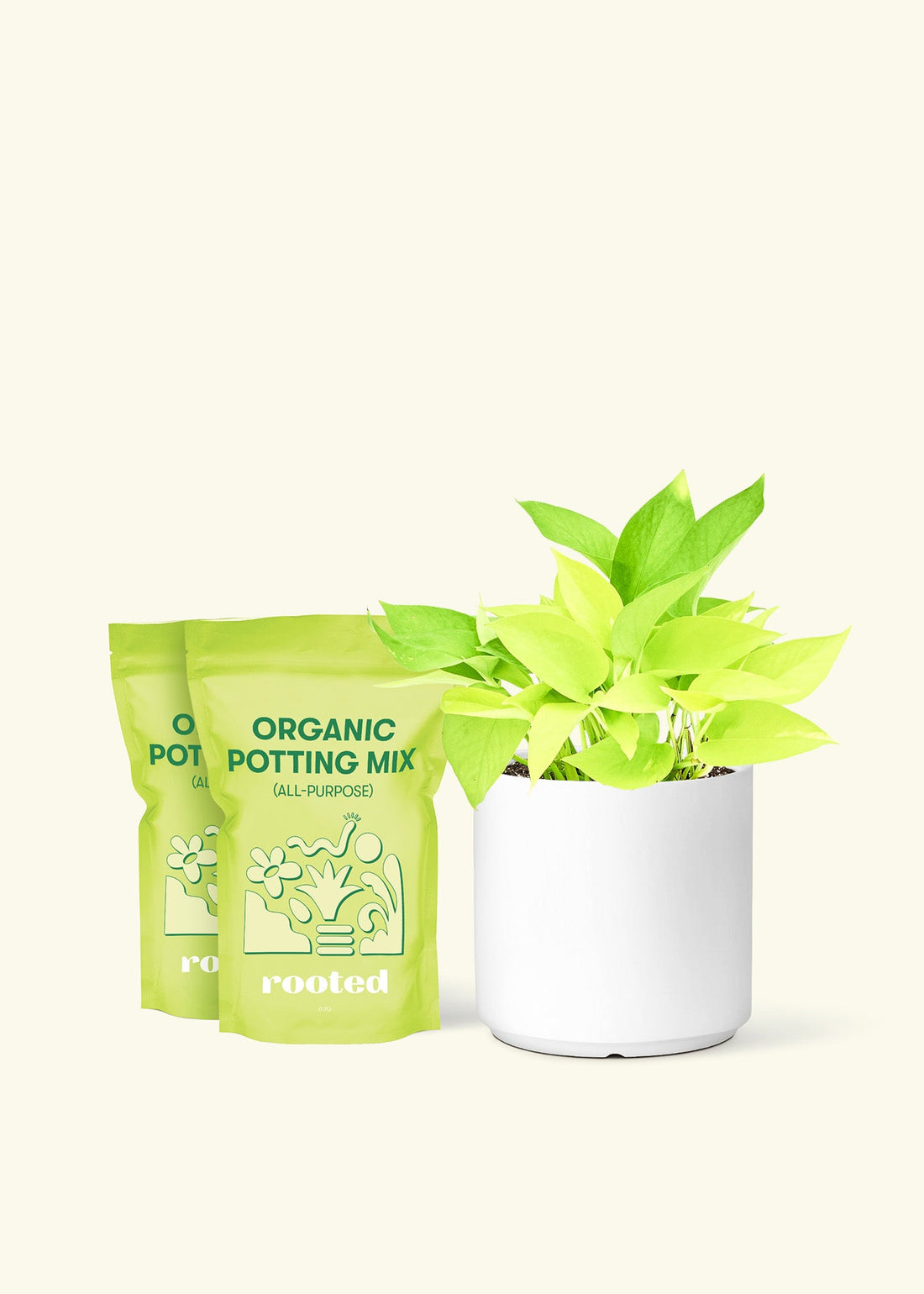 Medium Neon Pothos (Epipremnum aureum) in a white cylinder pot and two bag of soil.