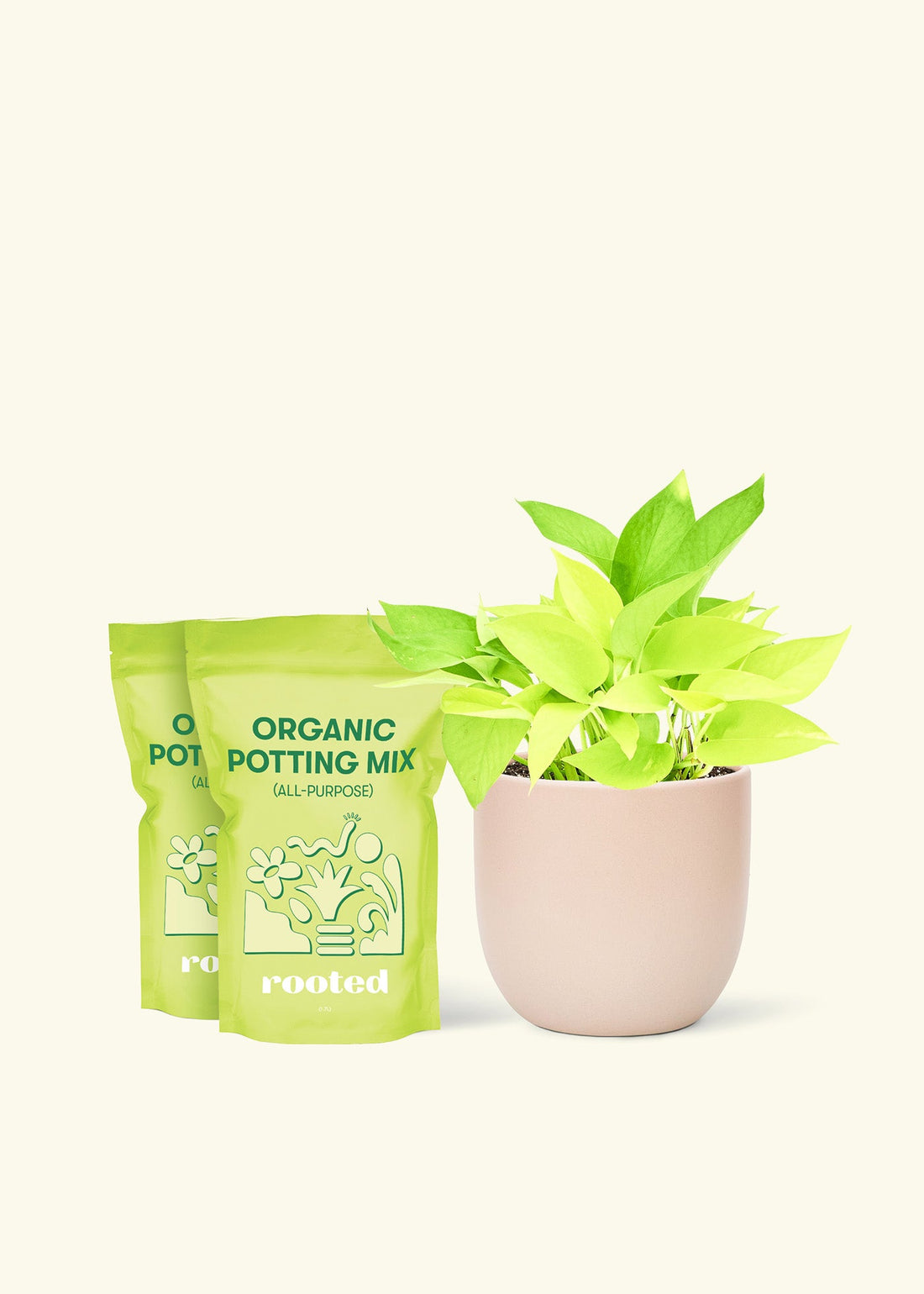 Medium Neon Pothos (Epipremnum aureum) in a pink rounded pot and two bag of soil.