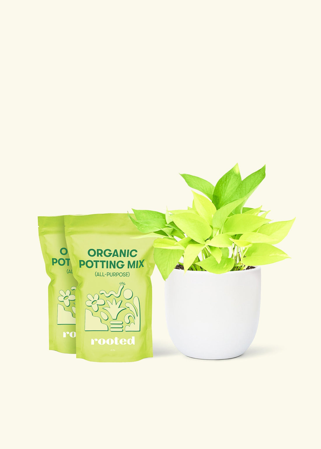 Medium Neon Pothos (Epipremnum aureum) in a white rounded pot and two bag of soil.