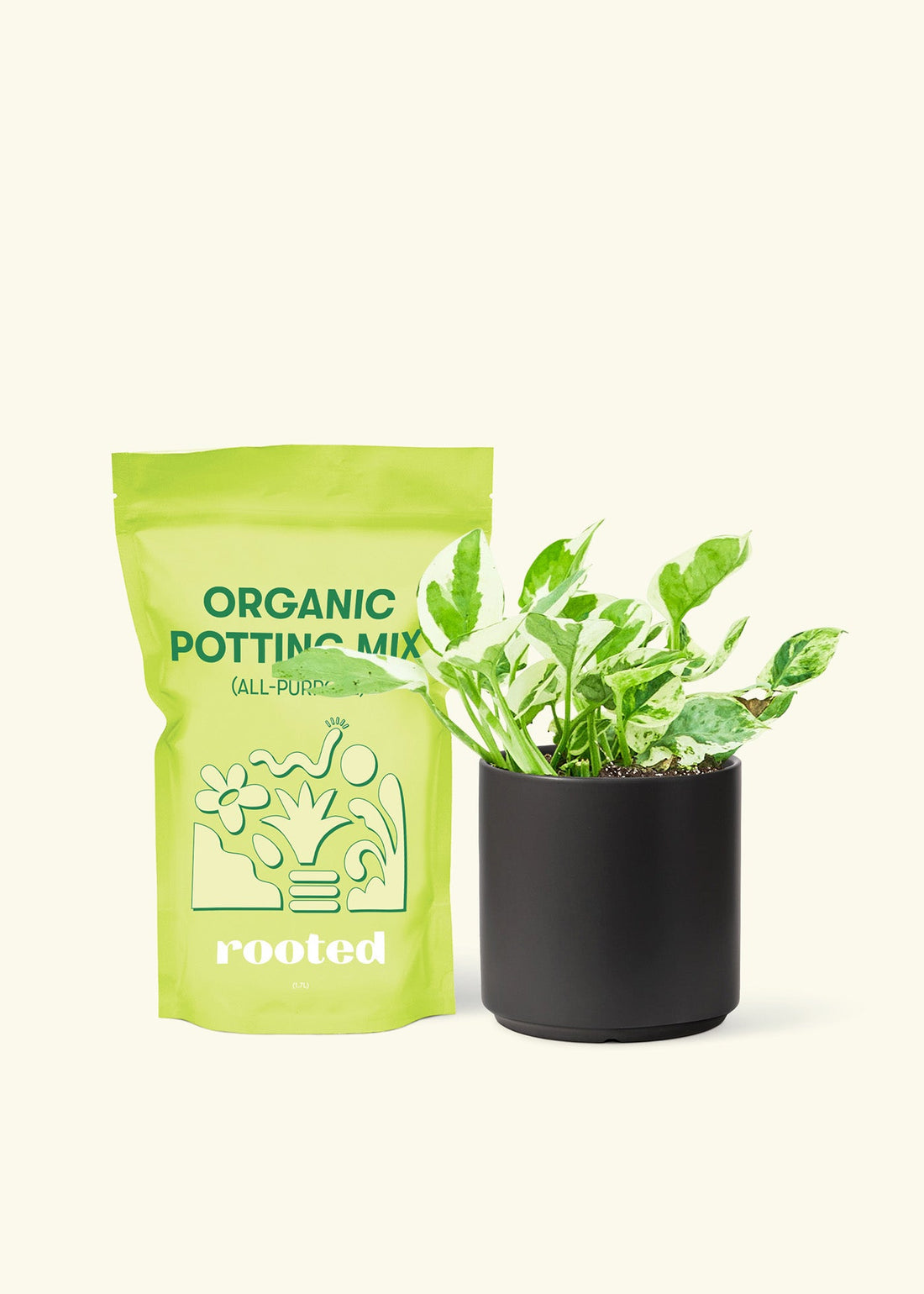 Small Pothos &