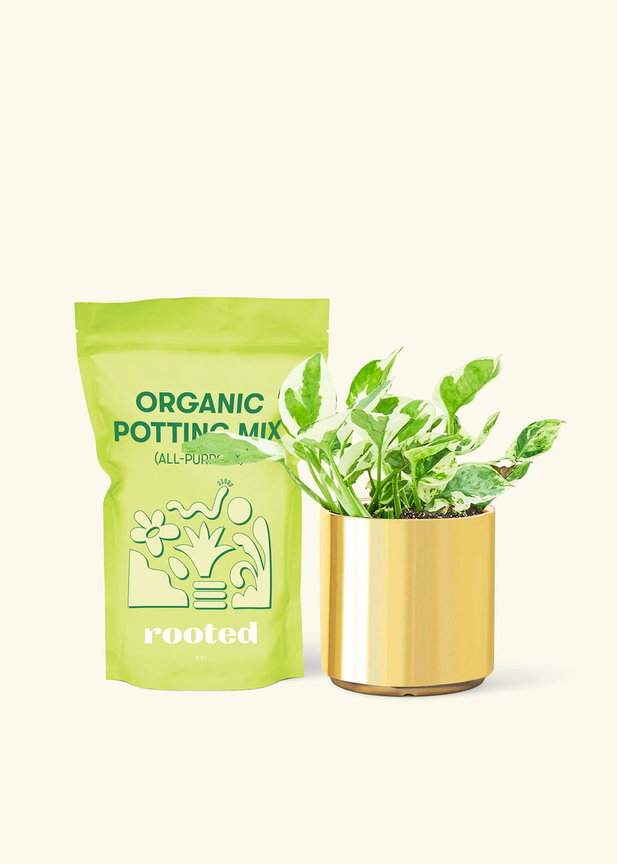Small Pothos 'Pearl and Jade' (Epipremnum Aureum) in a gold cylinder pot and a bag of soil.