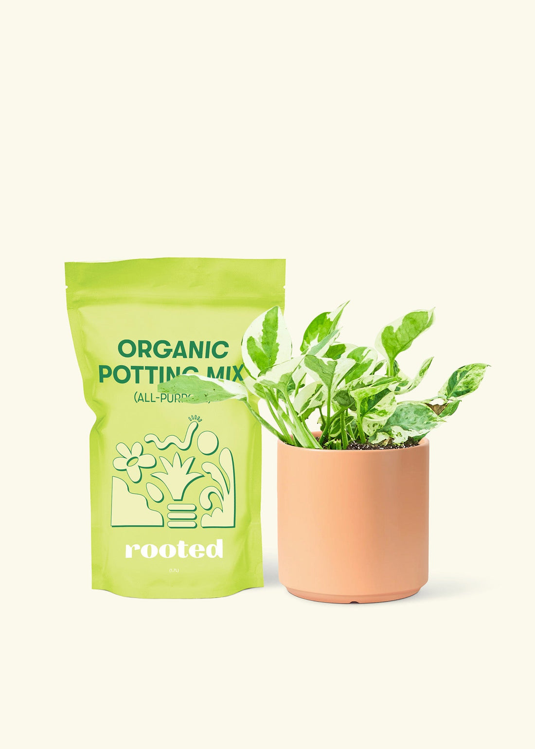 Small Pothos &