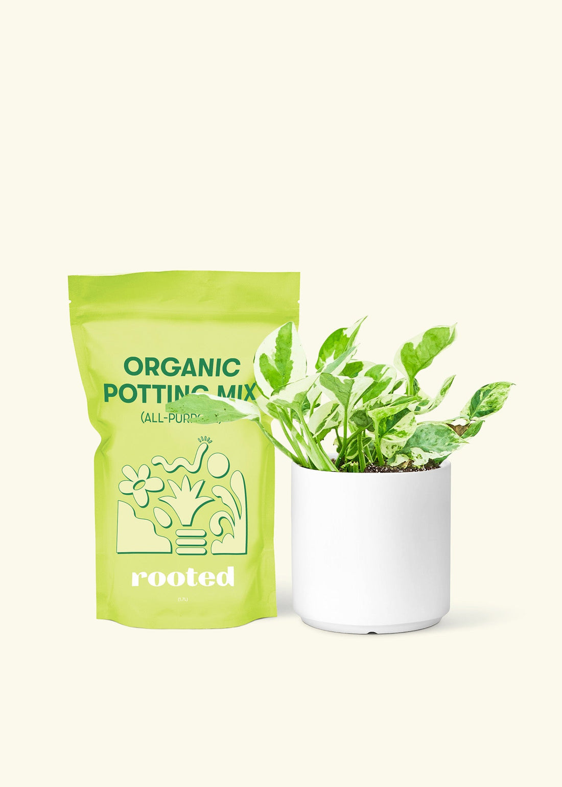 Small Pothos &