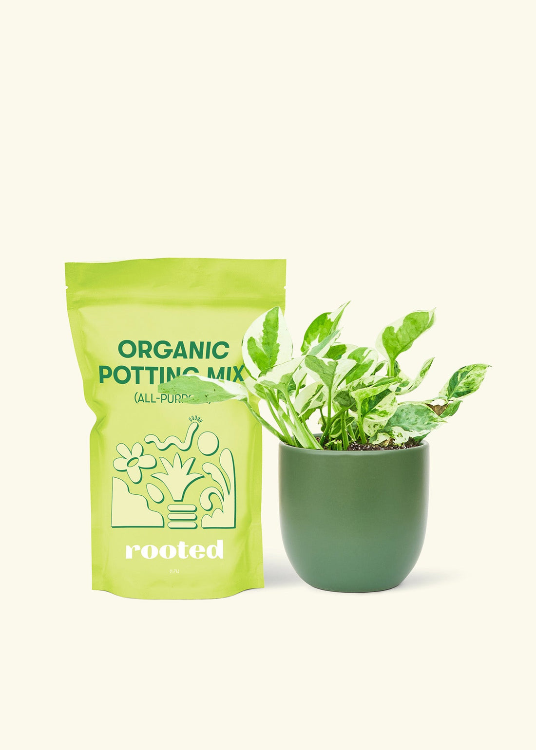 Small Pothos &