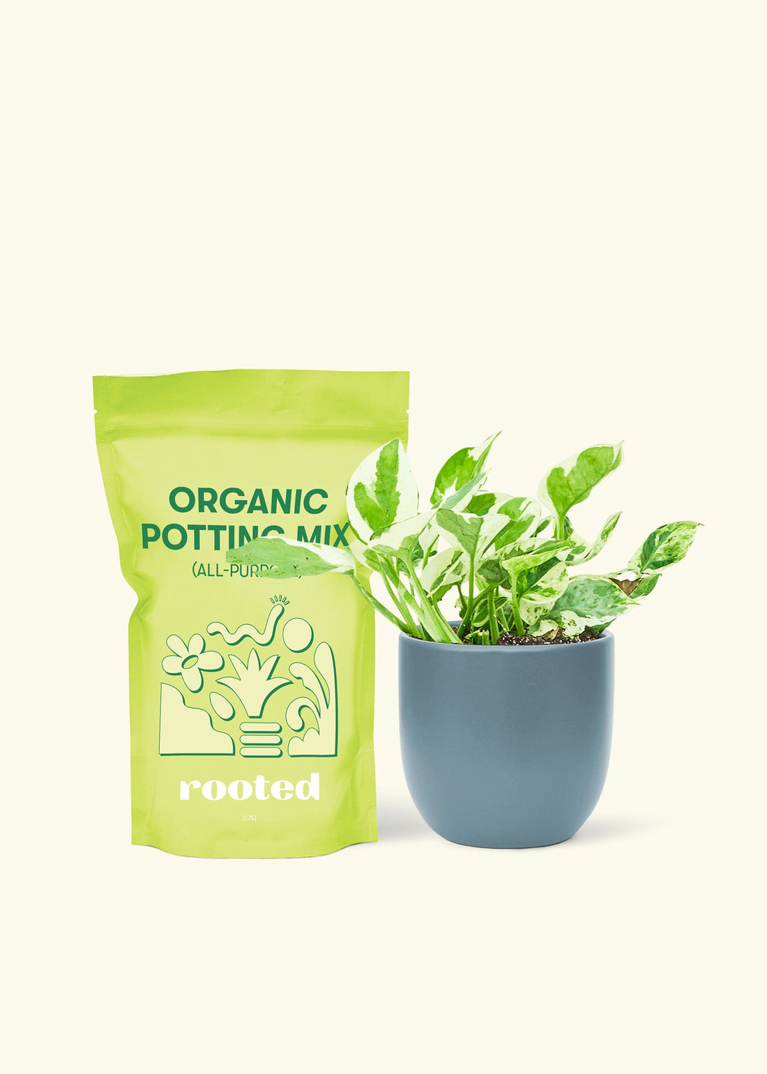 Small Pothos &