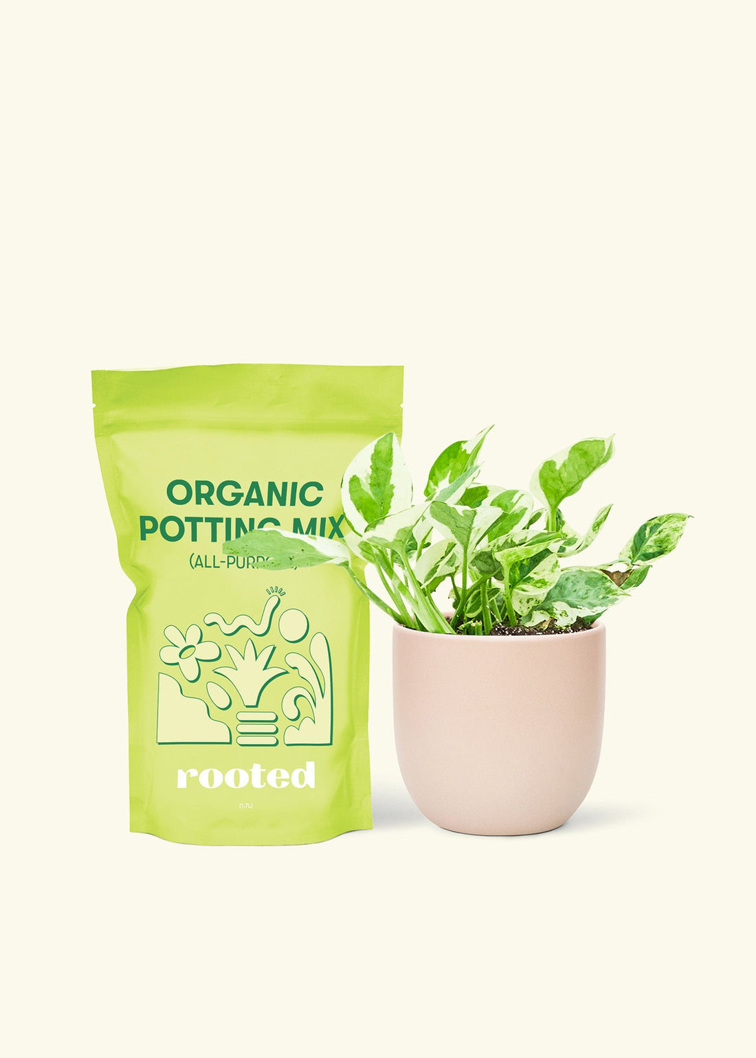Small Pothos &