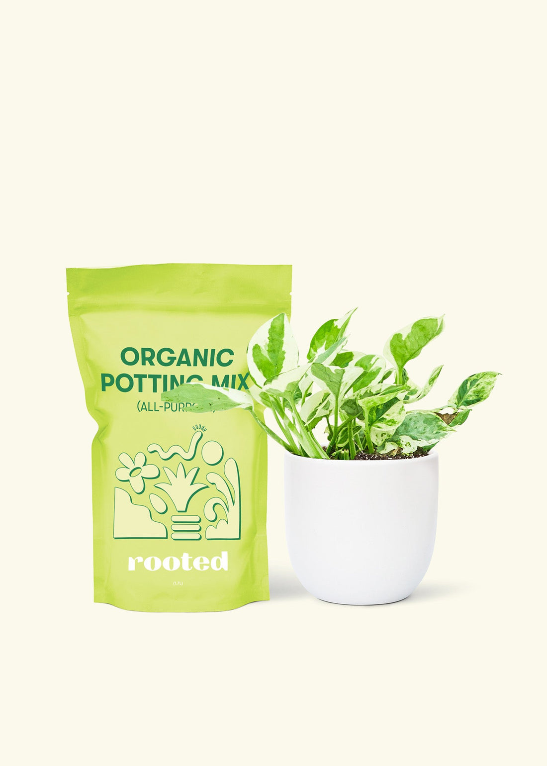 Small Pothos &