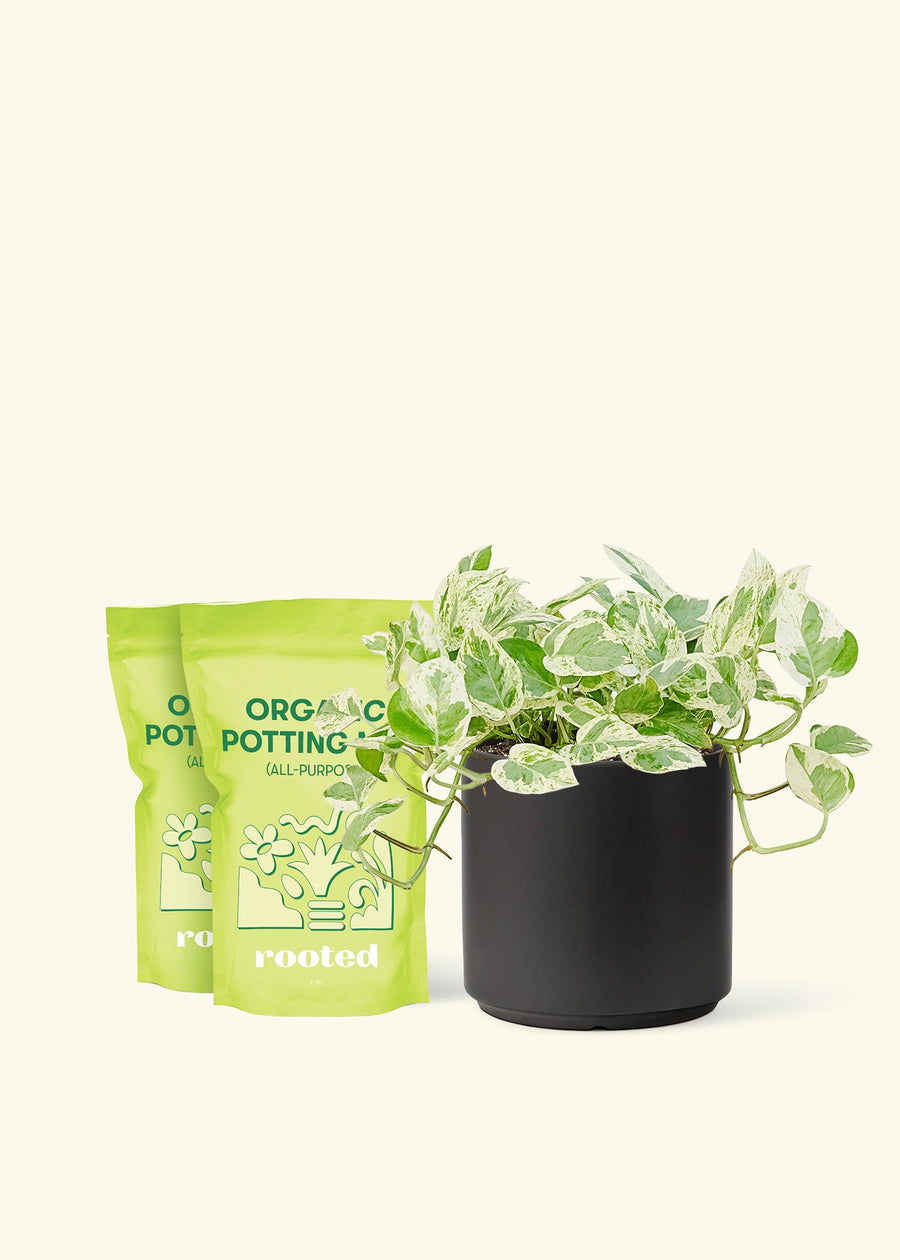 Medium Pothos 'Pearls and Jade' (Epipremnum aureum) in a black cylinder pot and two bag of soil.