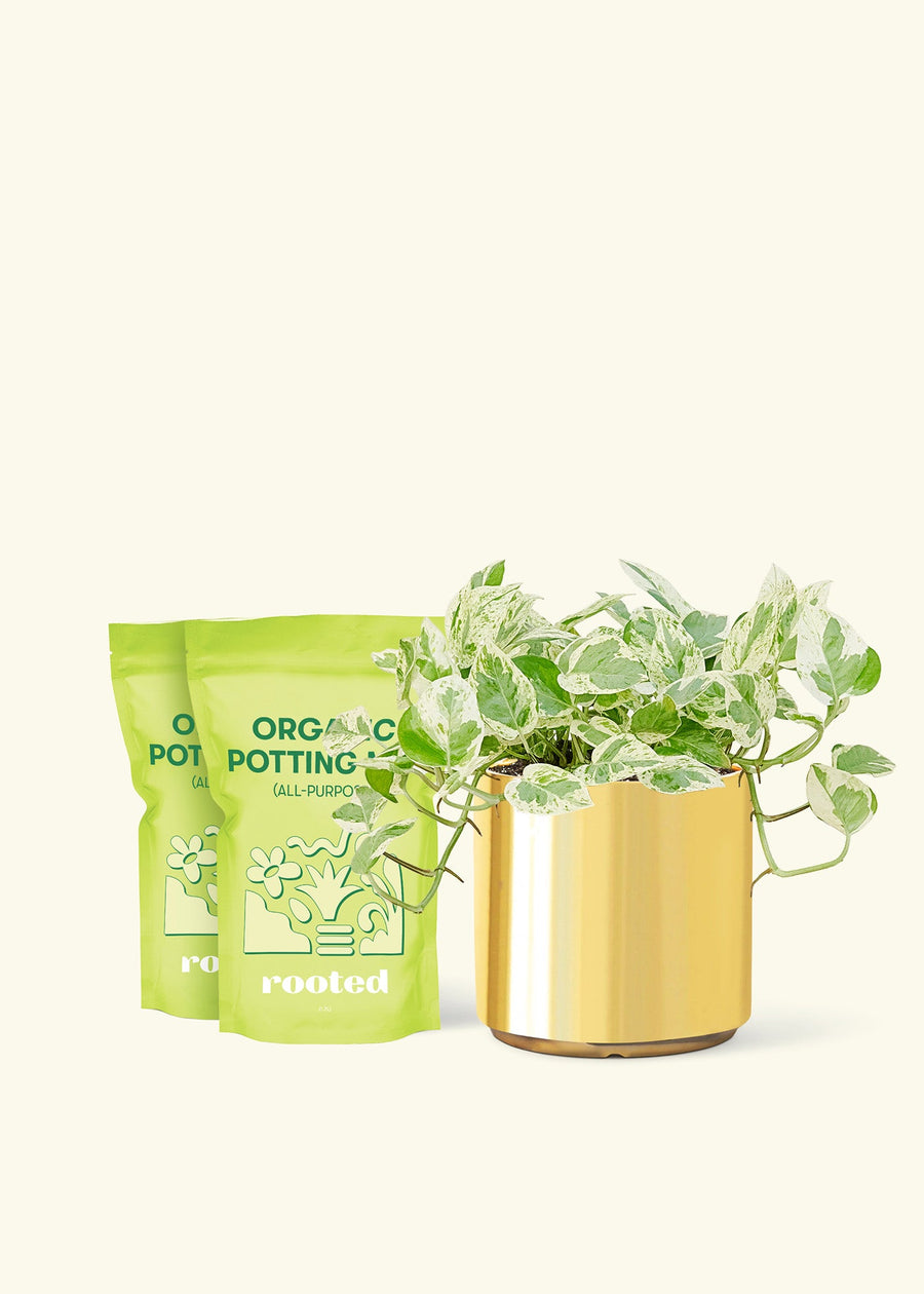 Medium Pothos 'Pearls and Jade' (Epipremnum aureum) in a gold cylinder pot and two bag of soil.