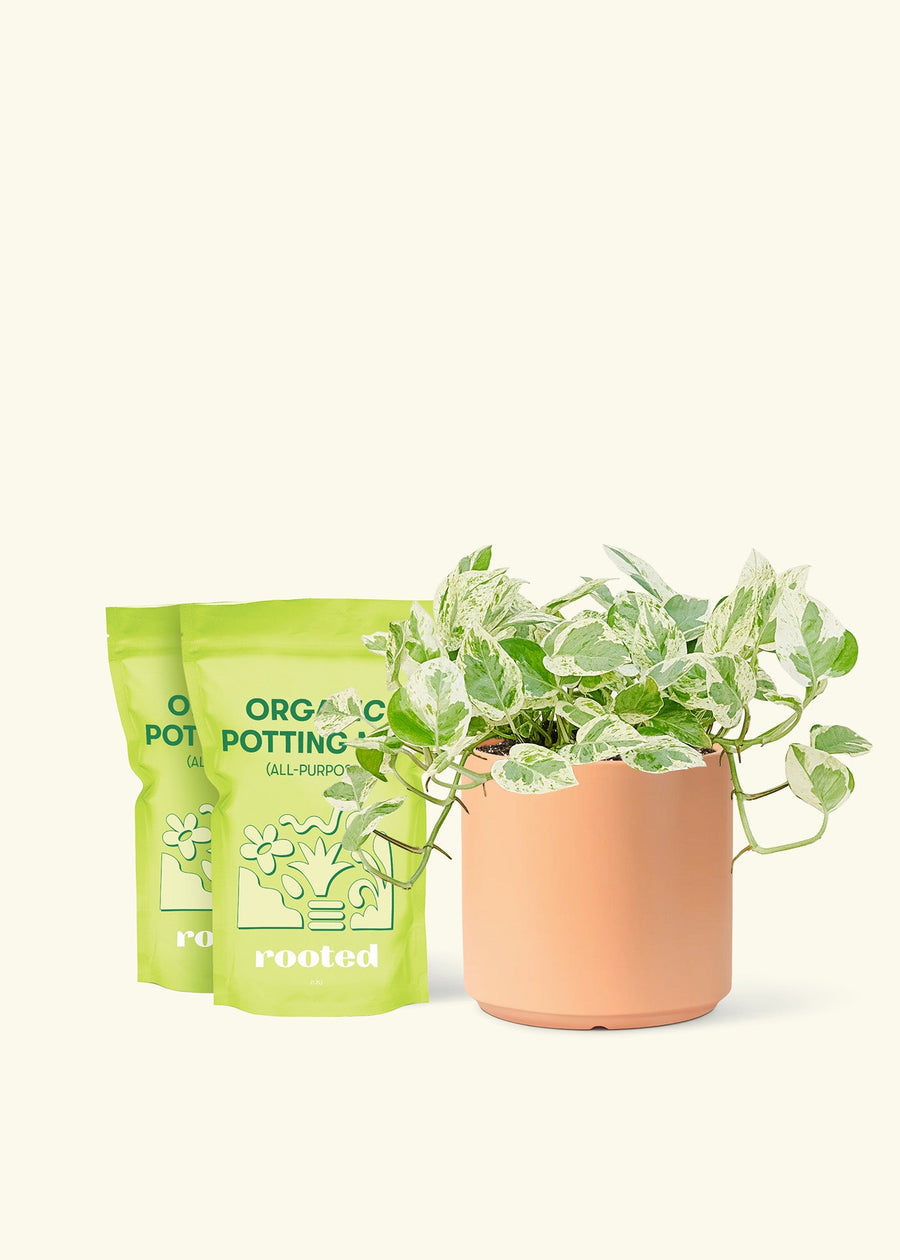 Medium Pothos 'Pearls and Jade' (Epipremnum aureum) in a peach cylinder pot and two bag of soil.