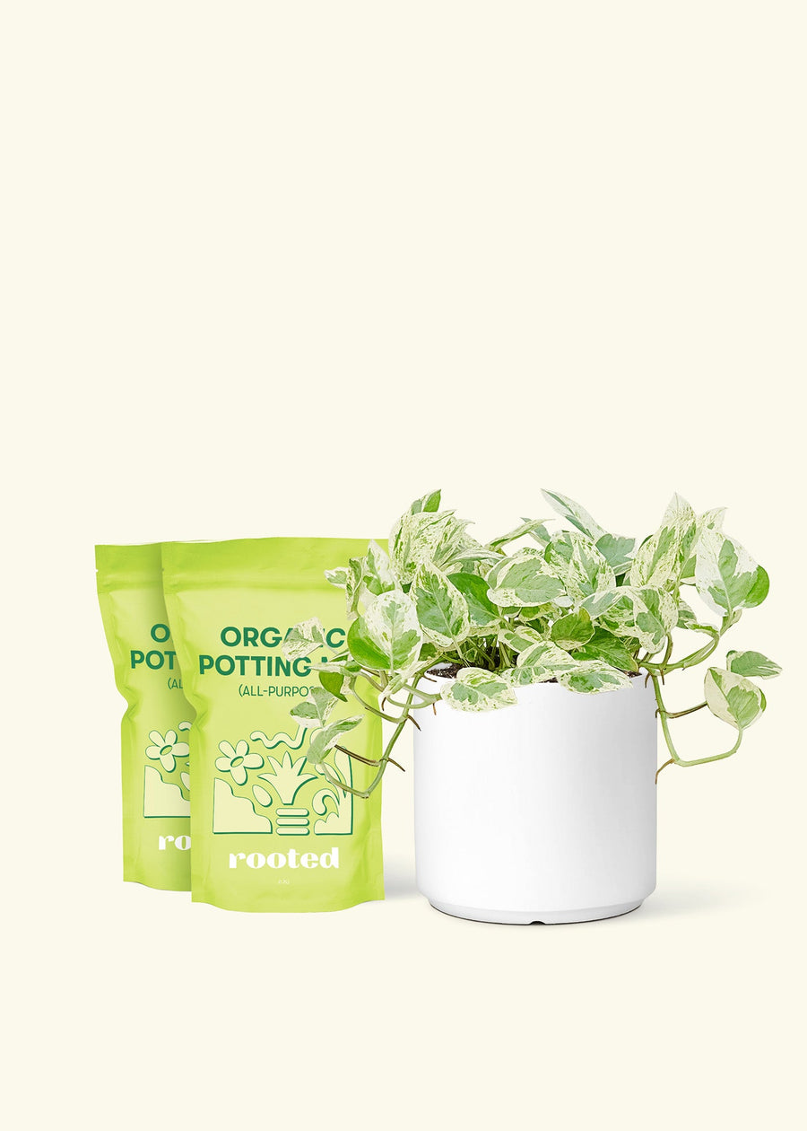 Medium Pothos 'Pearls and Jade' (Epipremnum aureum) in a white cylinder pot and two bag of soil.