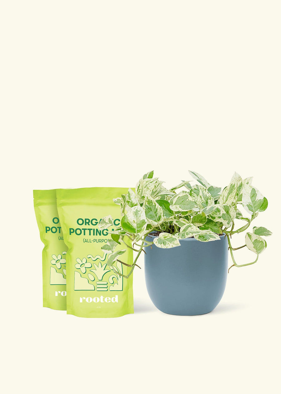 Medium Pothos 'Pearls and Jade' (Epipremnum aureum) in a indigo rounded pot and two bag of soil.