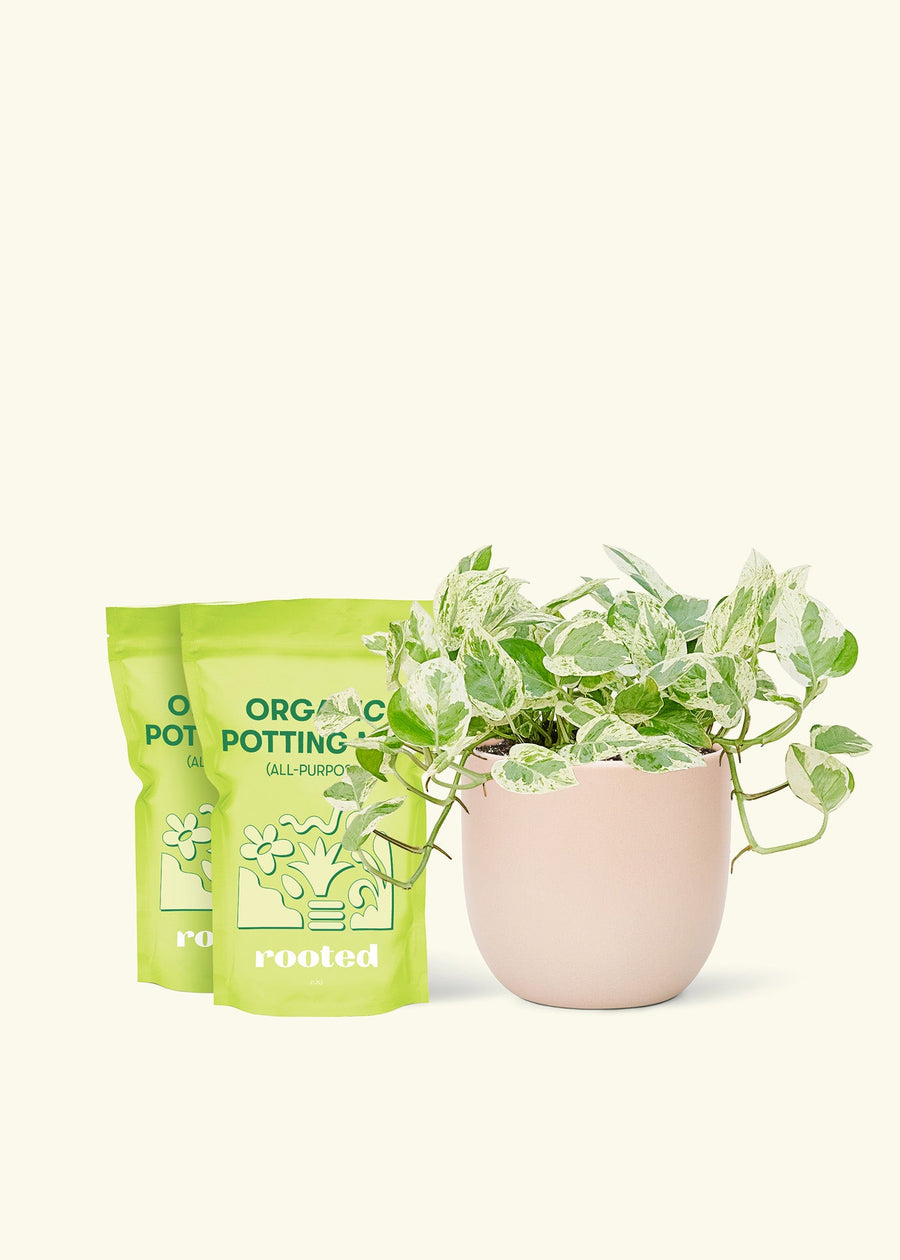 Medium Pothos 'Pearls and Jade' (Epipremnum aureum) in a pink rounded pot and two bag of soil.