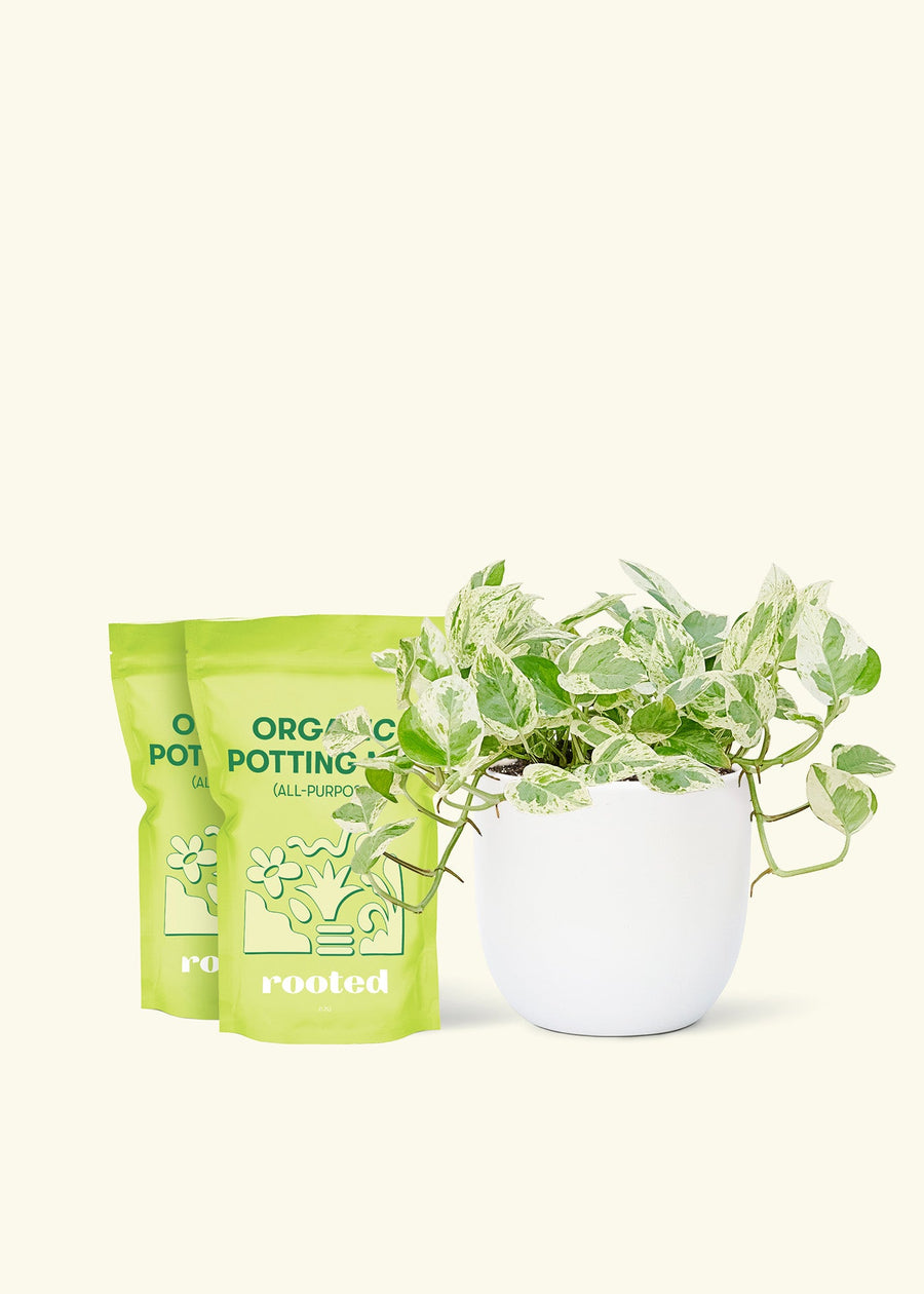 Medium Pothos 'Pearls and Jade' (Epipremnum aureum) in a white rounded pot and two bag of soil.