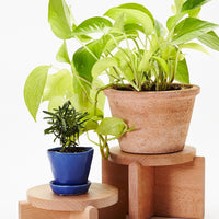 Wood Pedestal Set Planter Areaware 