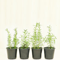 Rosemary 4-Pack Plant Rooted 