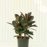 Large Rubber Tree 'Burgundy' (Ficus elastica)