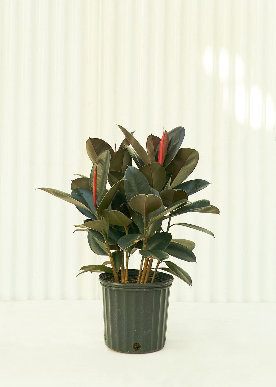 Large Rubber Tree 'Burgundy' (Ficus elastica)