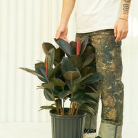 Large Rubber Tree 'Burgundy' (Ficus elastica)