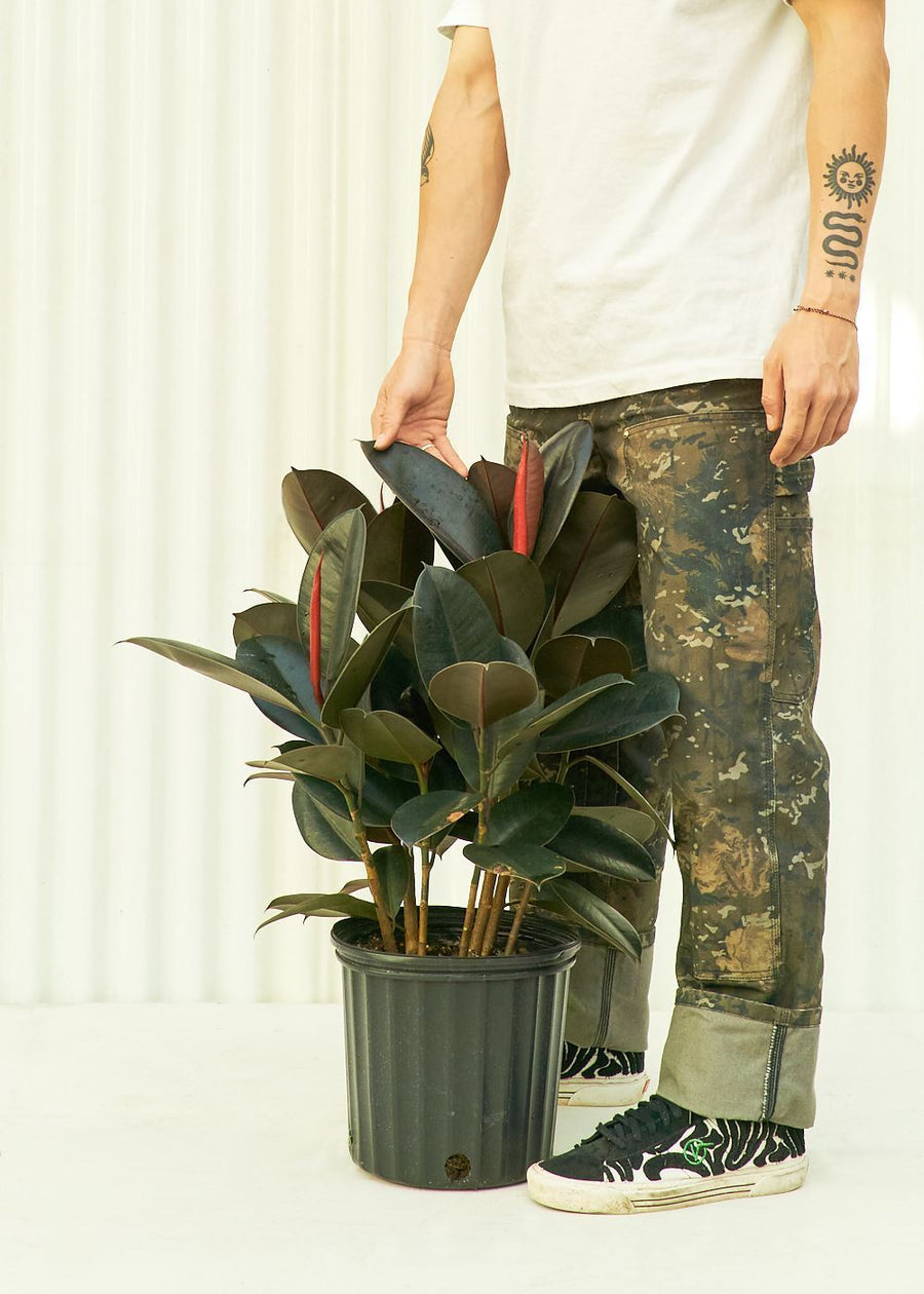 Large Rubber Tree 'Burgundy' (Ficus elastica)