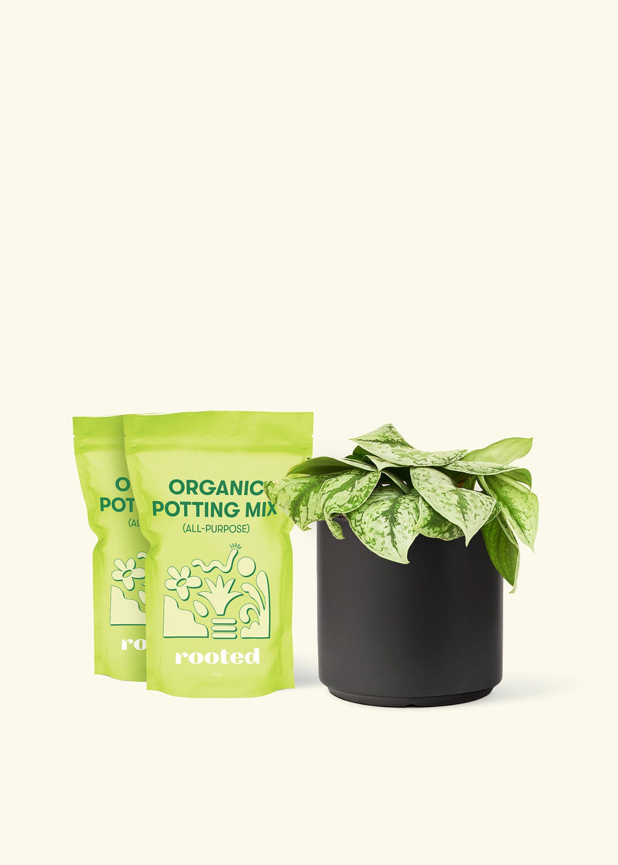 Medium Silver Pothos 'Exotica' (Scindapsus pictus 'Exotica') in a black cylinder pot and two bag of soil.