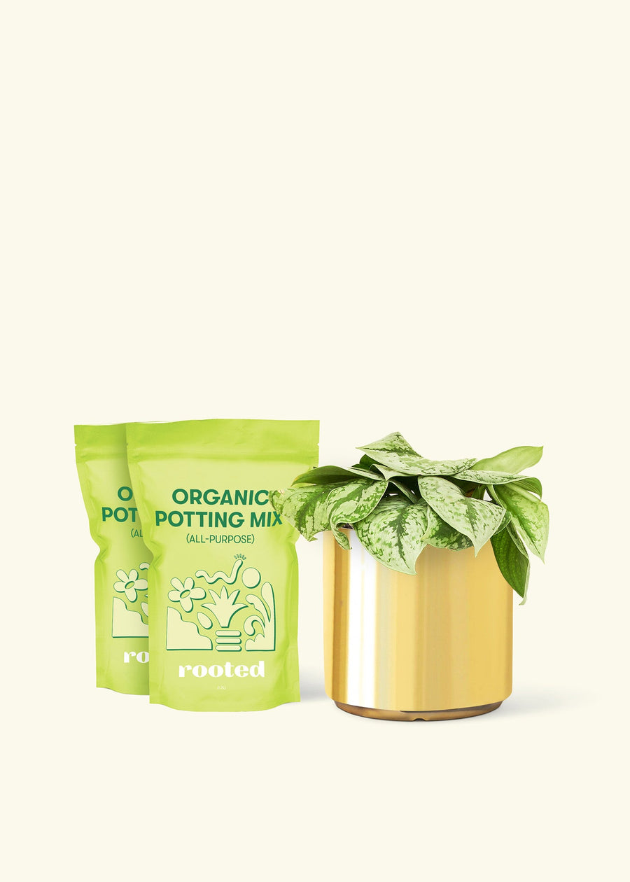 Medium Silver Pothos 'Exotica' (Scindapsus pictus 'Exotica') in a gold cylinder pot and two bag of soil.