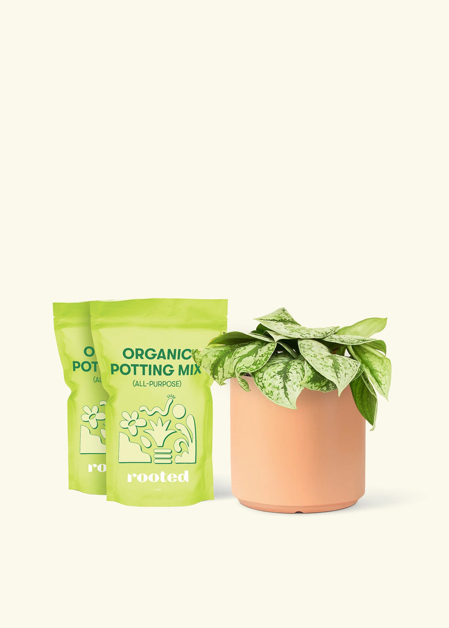 Medium Silver Pothos 'Exotica' (Scindapsus pictus 'Exotica') in a peach cylinder pot and two bag of soil.