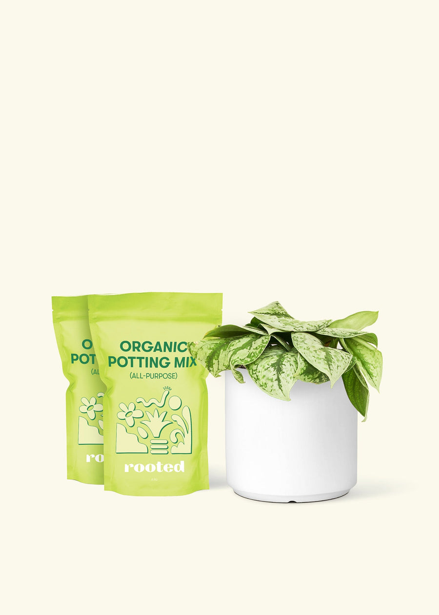 Medium Silver Pothos 'Exotica' (Scindapsus pictus 'Exotica') in a white cylinder pot and two bag of soil.