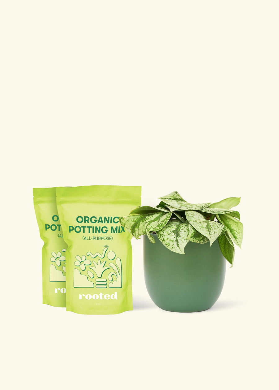 Medium Silver Pothos 'Exotica' (Scindapsus pictus 'Exotica') in a green rounded pot and two bag of soil.