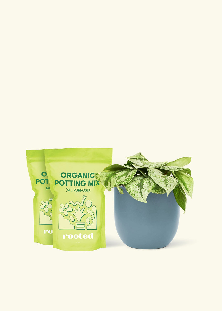 Medium Silver Pothos 'Exotica' (Scindapsus pictus 'Exotica') in a indigo rounded pot and two bag of soil.