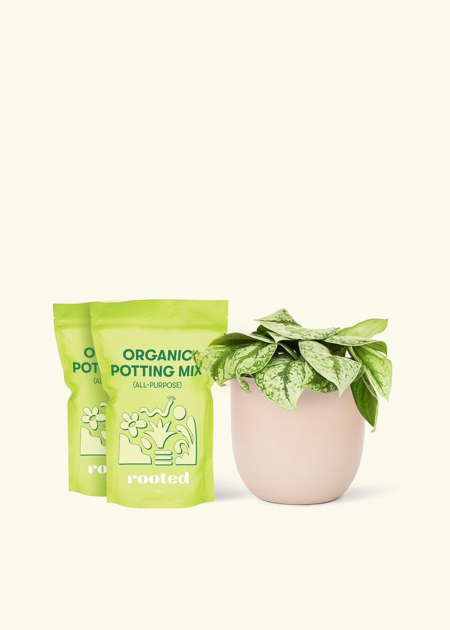 Medium Silver Pothos 'Exotica' (Scindapsus pictus 'Exotica') in a pink rounded pot and two bag of soil.