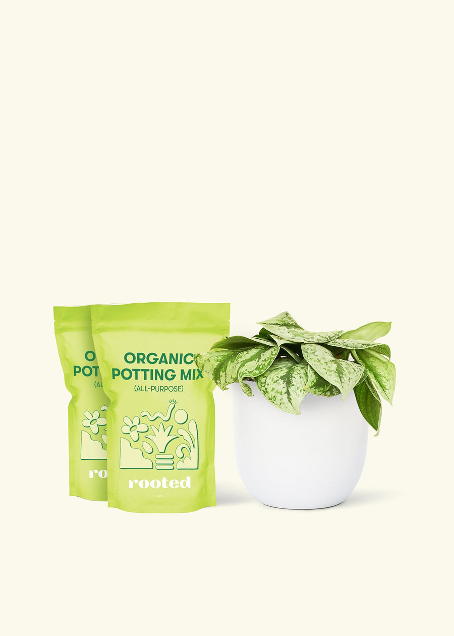 Medium Silver Pothos 'Exotica' (Scindapsus pictus 'Exotica') in a white rounded pot and two bag of soil.