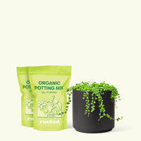 Medium String of Pearls (Senecio rowleyanus) in a black cylinder pot and two bag of soil.