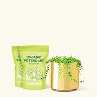 Medium String of Pearls (Senecio rowleyanus) in a gold cylinder pot and two bag of soil.