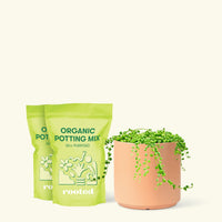 Medium String of Pearls (Senecio rowleyanus) in a peach cylinder pot and two bag of soil.