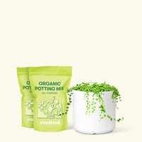 Medium String of Pearls (Senecio rowleyanus) in a white cylinder pot and two bag of soil.