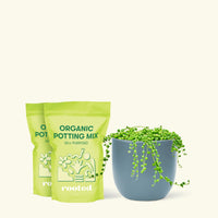 Medium String of Pearls (Senecio rowleyanus) in a indigo rounded pot and two bag of soil.
