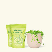 Medium String of Pearls (Senecio rowleyanus) in a pink rounded pot and two bag of soil.