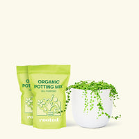 Medium String of Pearls (Senecio rowleyanus) in a white rounded pot and two bag of soil.