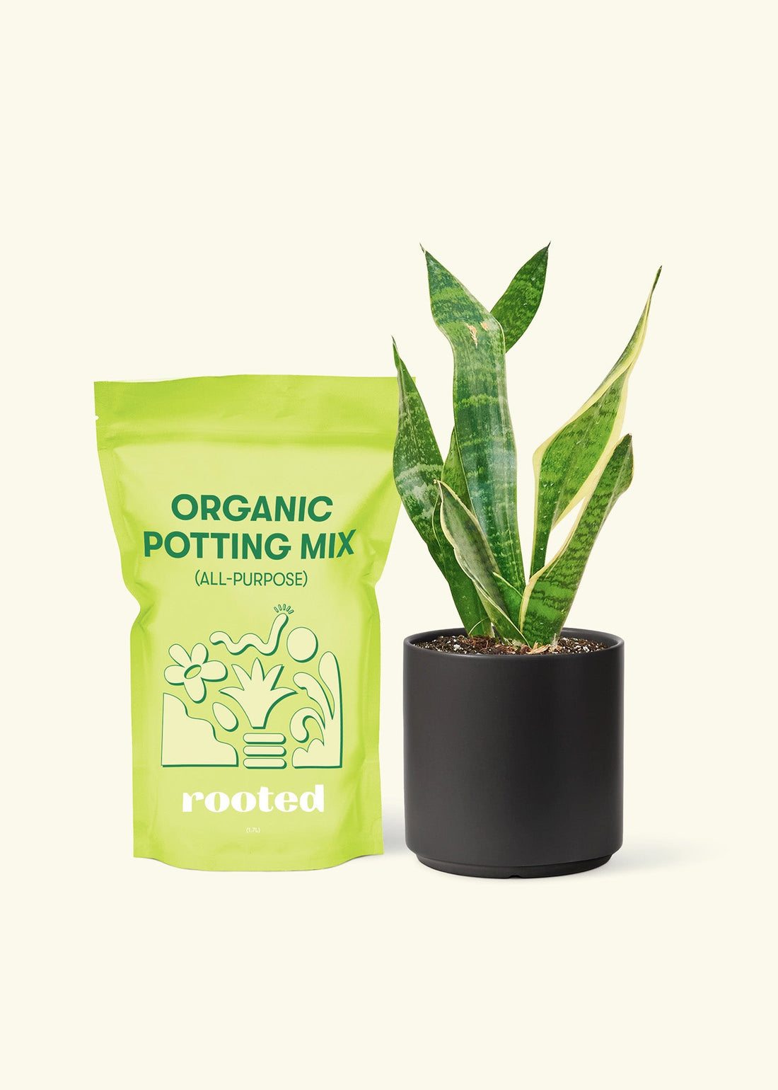 Small Snake Plant (Sansevieria laurentii) in a black cylinder pot and a bag of soil.
