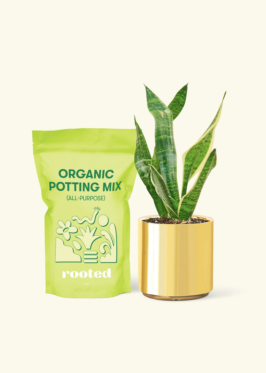 Small Snake Plant (Sansevieria laurentii) in a gold cylinder pot and a bag of soil.