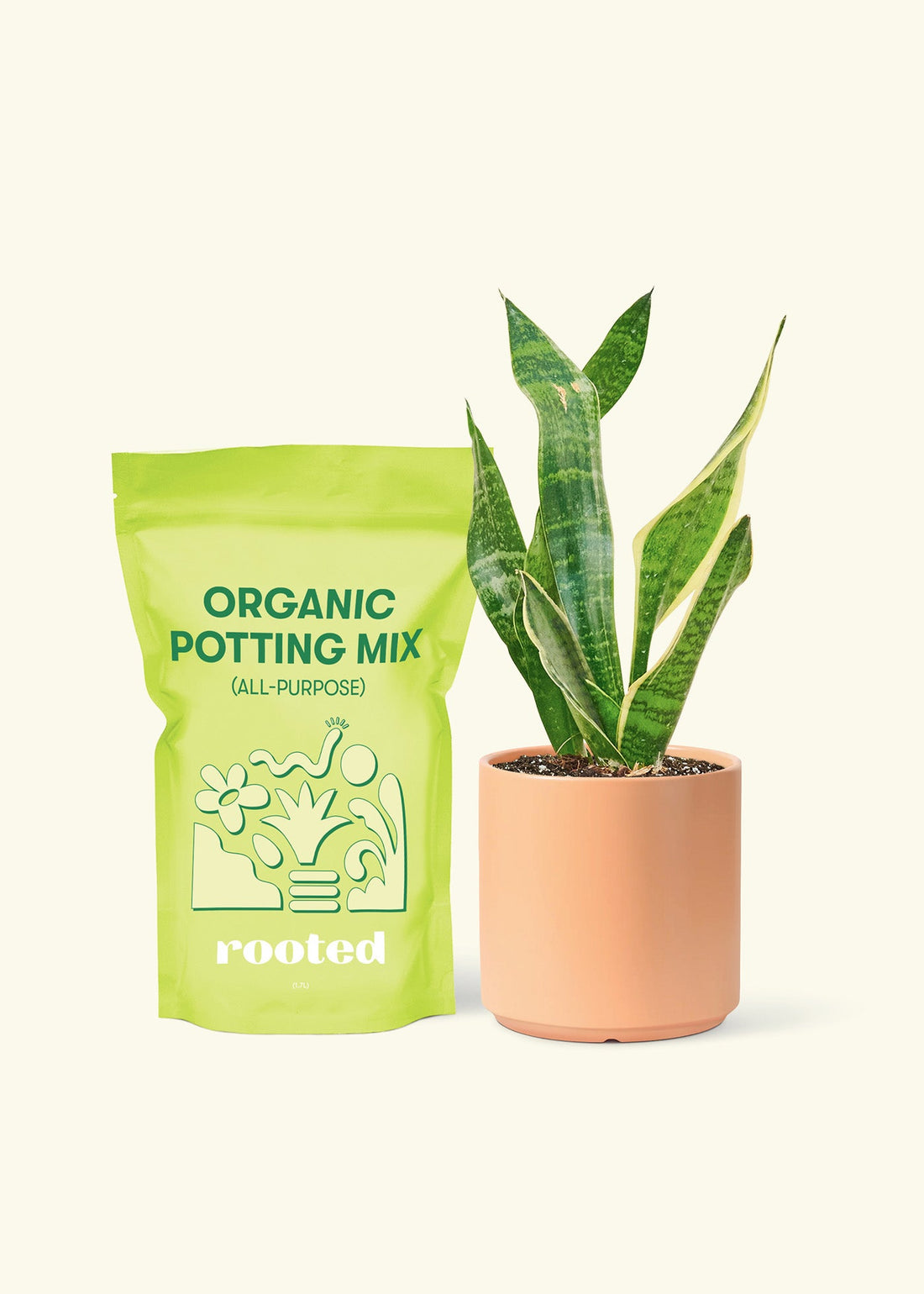 Small Snake Plant (Sansevieria laurentii) in a peach cylinder pot and a bag of soil.