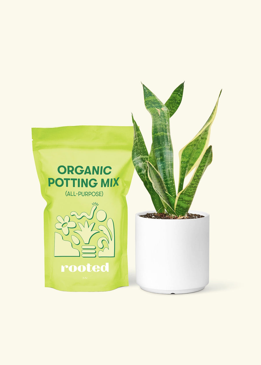 Small Snake Plant (Sansevieria laurentii) in a white cylinder pot and a bag of soil.
