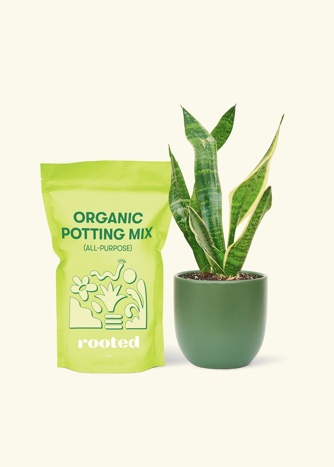 Small Snake Plant (Sansevieria laurentii) in a green rounded pot and a bag of soil.