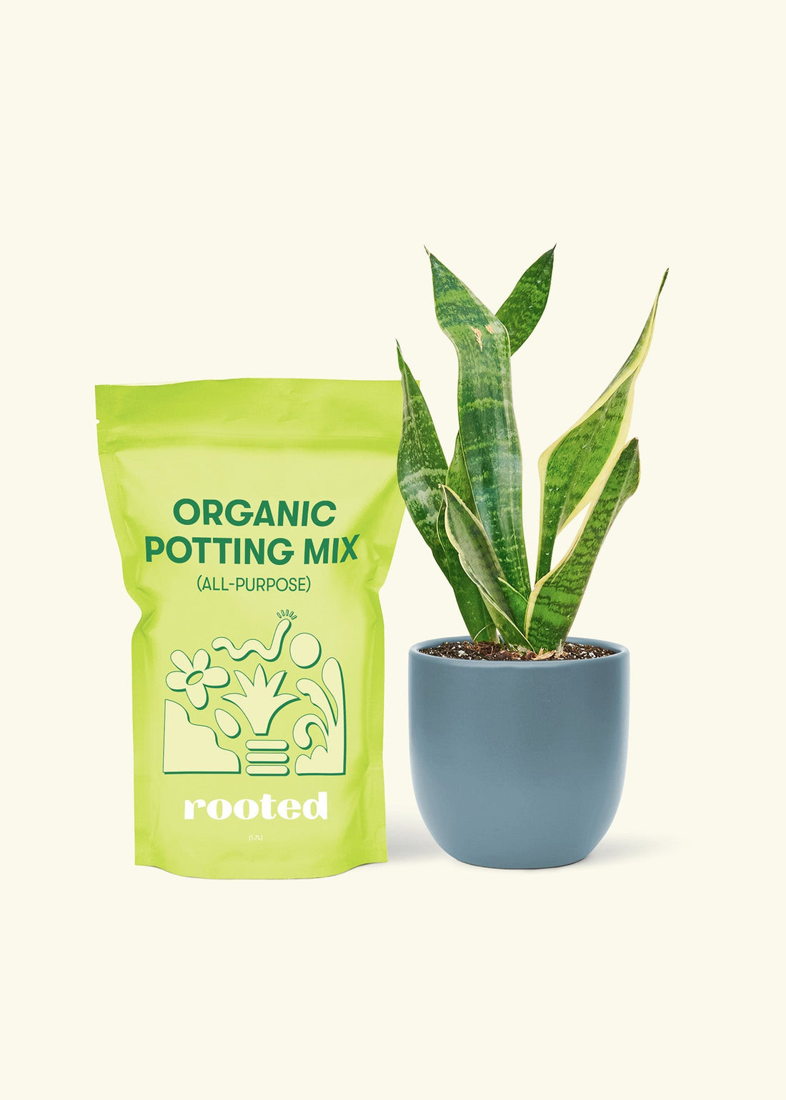 Small Snake Plant (Sansevieria laurentii) in a indigo rounded pot and a bag of soil.