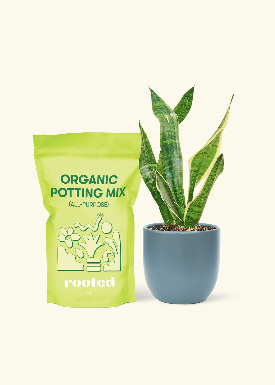 Small Snake Plant (Sansevieria laurentii) in a indigo rounded pot and a bag of soil.