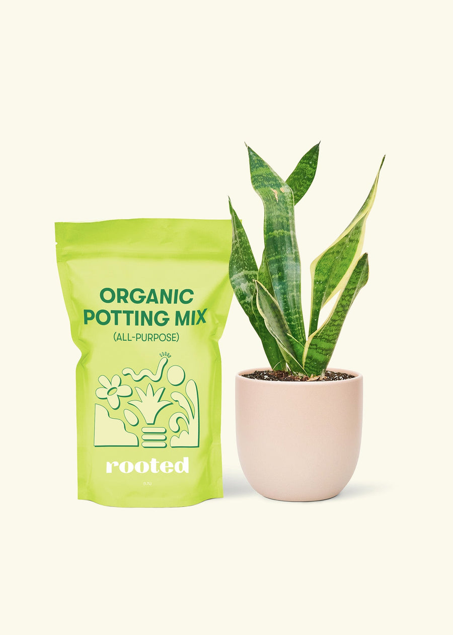 Small Snake Plant (Sansevieria laurentii) in a pink rounded pot and a bag of soil.