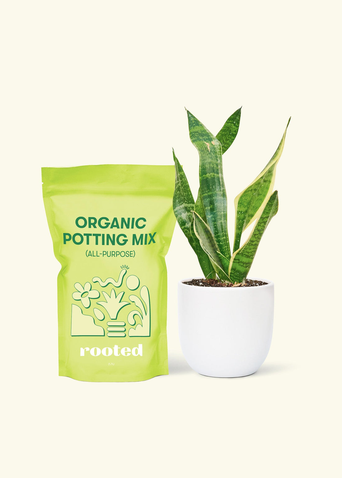 Small Snake Plant (Sansevieria laurentii) in a white rounded pot and a bag of soil.