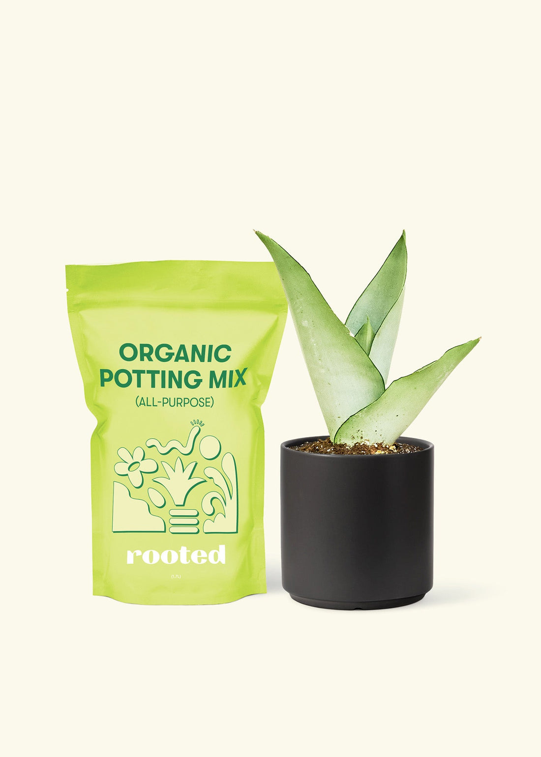 a bag of soil. Small Moonshine Snake Plant (Sansevieria trifasciata &