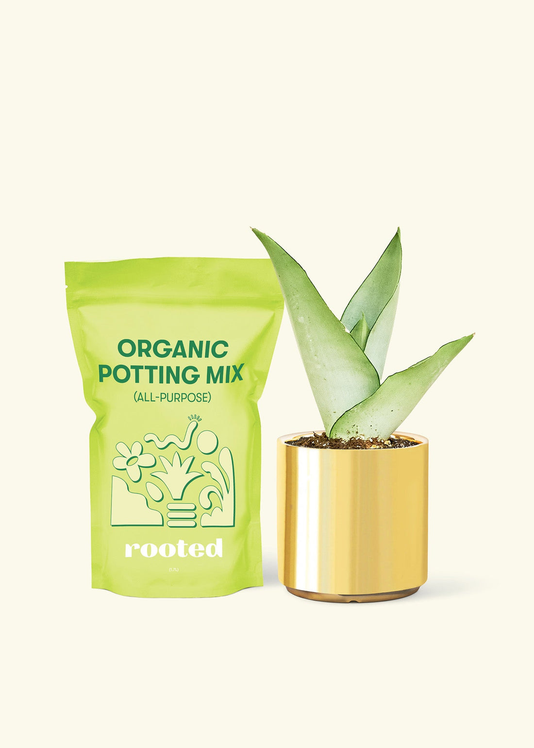 Small Moonshine Snake Plant (Sansevieria trifasciata &